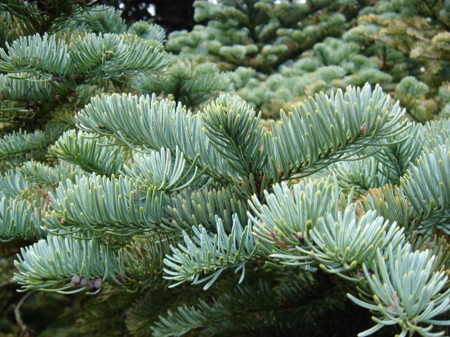 Abies procera 'Glauca'